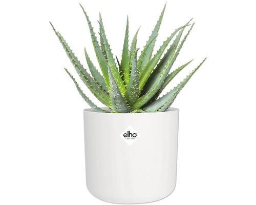 Plantă Aloe Vera în ghiveci alb cu logo Elho