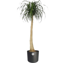 Picior de elefant în ghiveci cu logo Elho