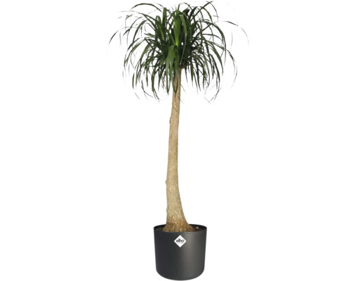 Picior de elefant în ghiveci cu logo Elho