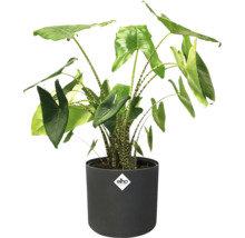 Plantă Alocasia într-un ghiveci cu logo Elho