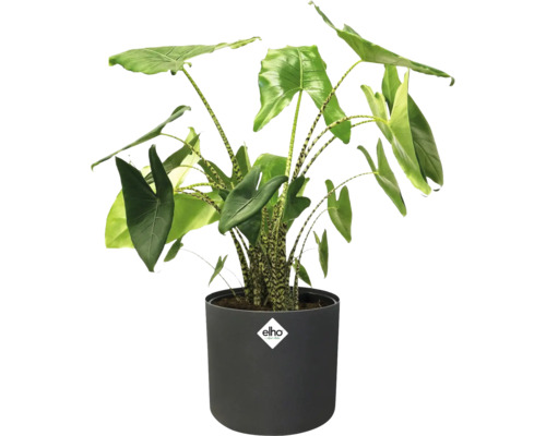 Plantă Alocasia într-un ghiveci cu logo Elho