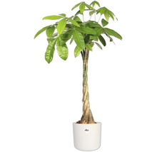 Pachira aquatica în ghiveci cu trunchi împletit