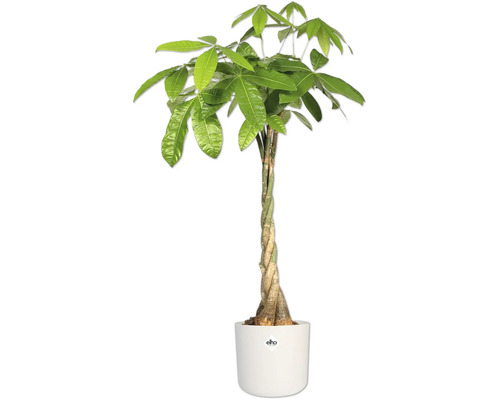 Pachira aquatica în ghiveci cu trunchi împletit