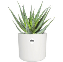 Plantă de aloe vera în ghiveci alb cu logo-ul Elho