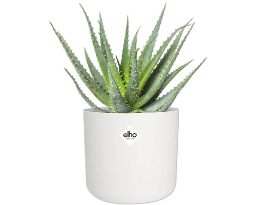 Plantă de aloe vera în ghiveci alb cu logo-ul Elho