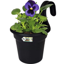 Ghiveci de flori cu panseluță și dispozitiv de suspendare