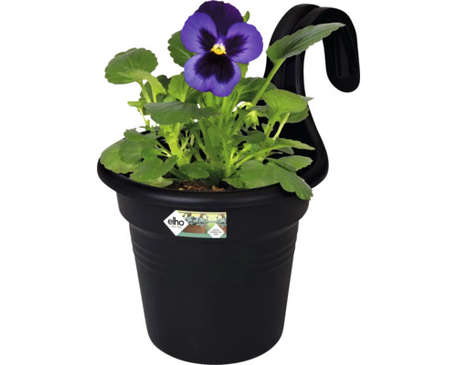 Ghiveci de flori cu panseluță și dispozitiv de suspendare