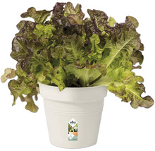 Salată verde în ghiveci