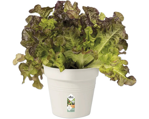 Salată verde în ghiveci