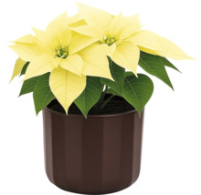 Steaua Crăciunului cu bractee galbene într-un ghiveci