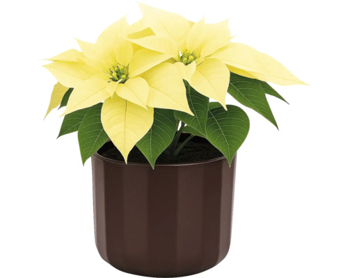 Steaua Crăciunului cu bractee galbene într-un ghiveci