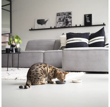 O pisică de casă mănâncă dintr-un castron pentru hrană într-un living cu o canapea