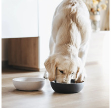 Un Golden Retriever mănâncă dintr-un castron, lângă el fiind un castron gol.