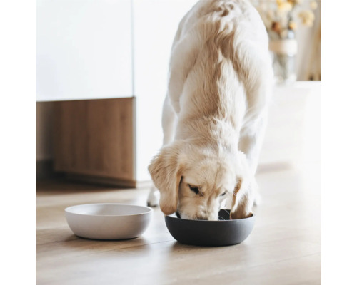 Un Golden Retriever mănâncă dintr-un castron, lângă el fiind un castron gol.