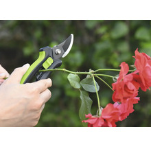 Foarfecă de grădinărit taie ramură de trandafir