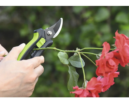 Foarfecă de grădinărit taie ramură de trandafir