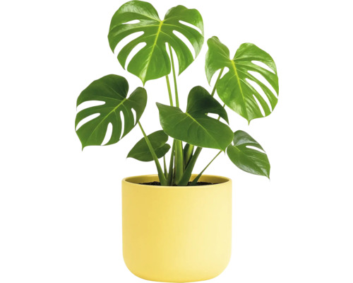 Plantă de interior Monstera în ghiveci