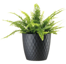 Ferigă verde într-un ghiveci negru cu model de romburi