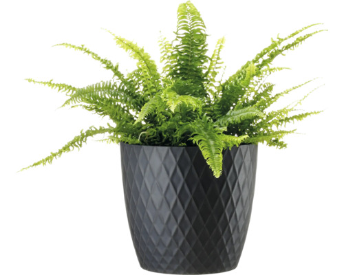 Ferigă verde într-un ghiveci negru cu model de romburi