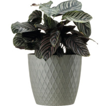 Calathea într-un ghiveci cu model în romburi