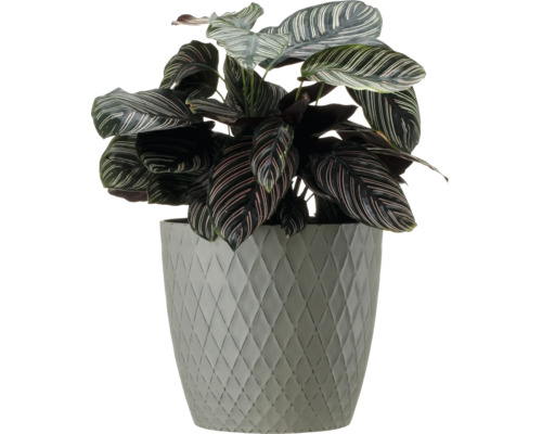 Calathea într-un ghiveci cu model în romburi