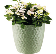 Hortensie în jardinieră cu model de romburi