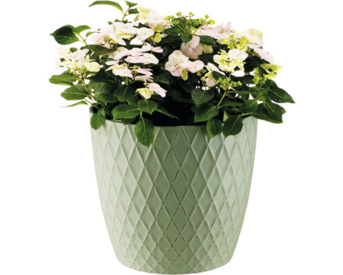 Hortensie în jardinieră cu model de romburi