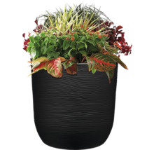 Ghiveci de flori plantat cu diverse plante în ghiveci negru.