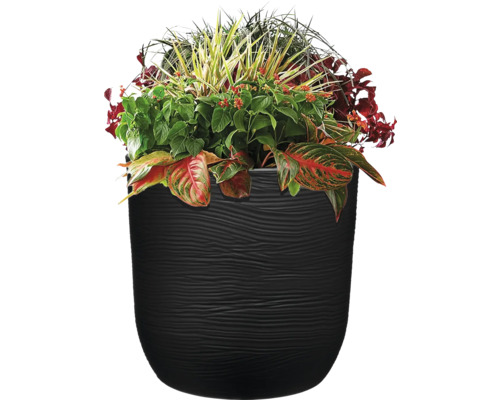 Ghiveci de flori plantat cu diverse plante în ghiveci negru.