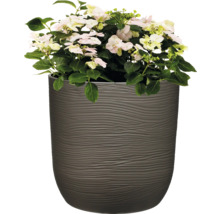 Hortensie în jardinieră texturată