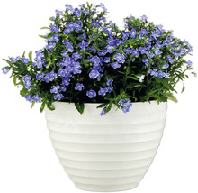 Lobelia albastră în ghiveci