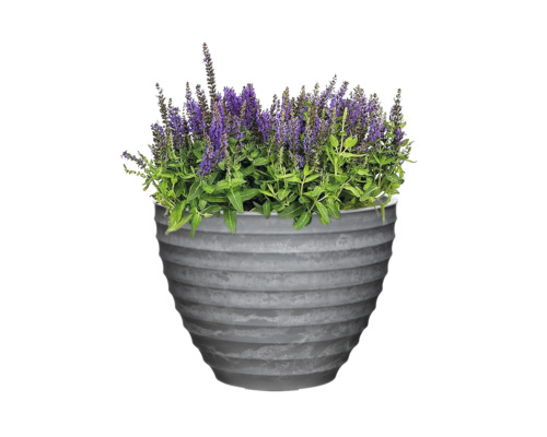 Ghiveci cu plantă cu flori mov