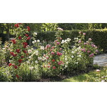 Scenă de grădină cu trandafiri pe un suport pentru plante cățărătoare