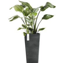 Plantă Strelitzia într-un ghiveci înalt ECOPOTS gri închis.