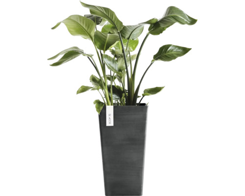Plantă Strelitzia într-un ghiveci înalt ECOPOTS gri închis.