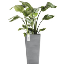 Planta de apartament Strelitzia Nicolai intr-un ghiveci patrat inalt gri din plastic de la Ecopots.