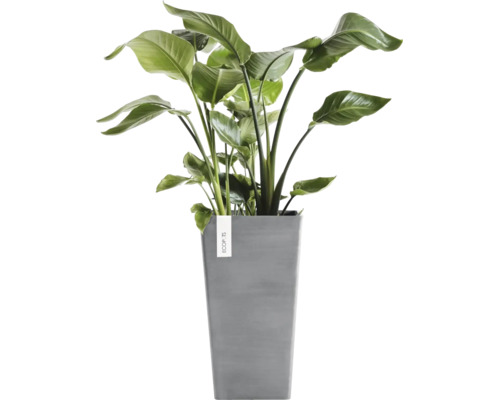 Planta de apartament Strelitzia Nicolai intr-un ghiveci patrat inalt gri din plastic de la Ecopots.
