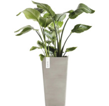 Plantă de interior Strelitzia Nicolai în ghiveci gri înalt Ecopots.
