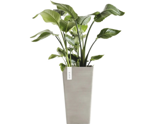 Plantă de interior Strelitzia Nicolai în ghiveci gri înalt Ecopots.