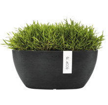 Vas de plantare ECOPOTS oval negru cu plantă verde.