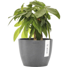 Plantă de apartament Pachira aquatica în ghiveci gri Ecopots.