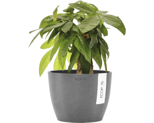 Plantă de apartament Pachira aquatica în ghiveci gri Ecopots.