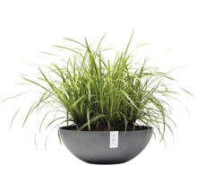 Iarbă ornamentală într-un bol rotund, gri, pentru plante Ecopots din plastic.
