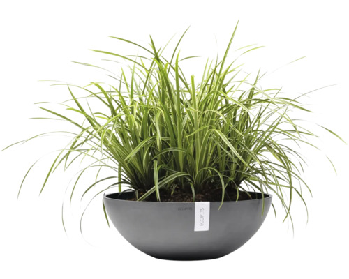 Iarbă ornamentală într-un bol rotund, gri, pentru plante Ecopots din plastic.