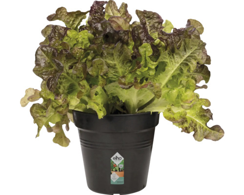 Salată verde în ghiveci