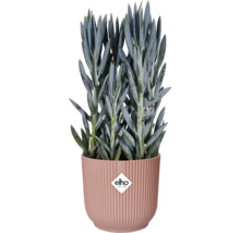 Senecio în ghiveci cu nervuri cu logo Elho