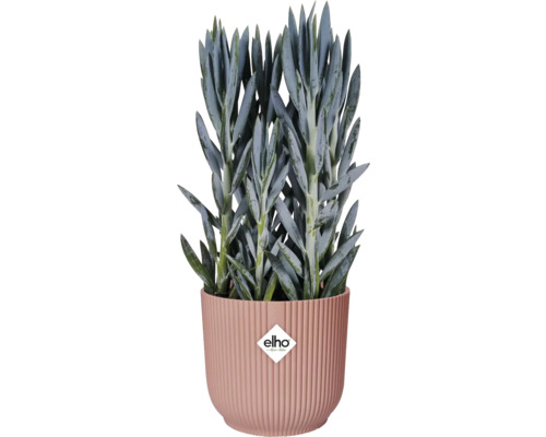 Senecio în ghiveci cu nervuri cu logo Elho
