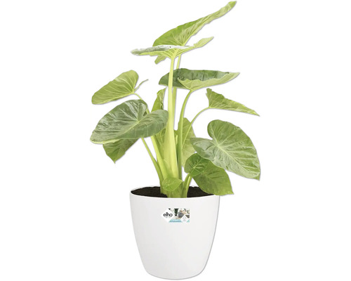 Plantă de interior Alocasia în ghiveci alb