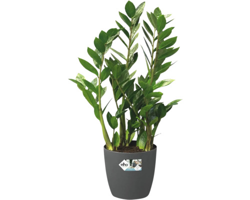 Zamioculcas plantă de interior în ghiveci