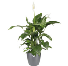 Floare flamingo în ghiveci